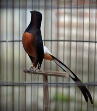 7 Jenis Burung Berkicau Paling Mahal di Indonesia, Harganya Bisa Tembus Miliran Rupiah