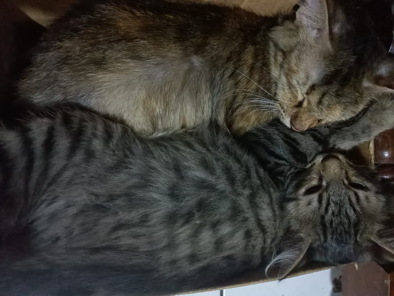 13 Ciri-ciri Kucing Cacingan, Cek Matanya Apakah Ada Perubahan?