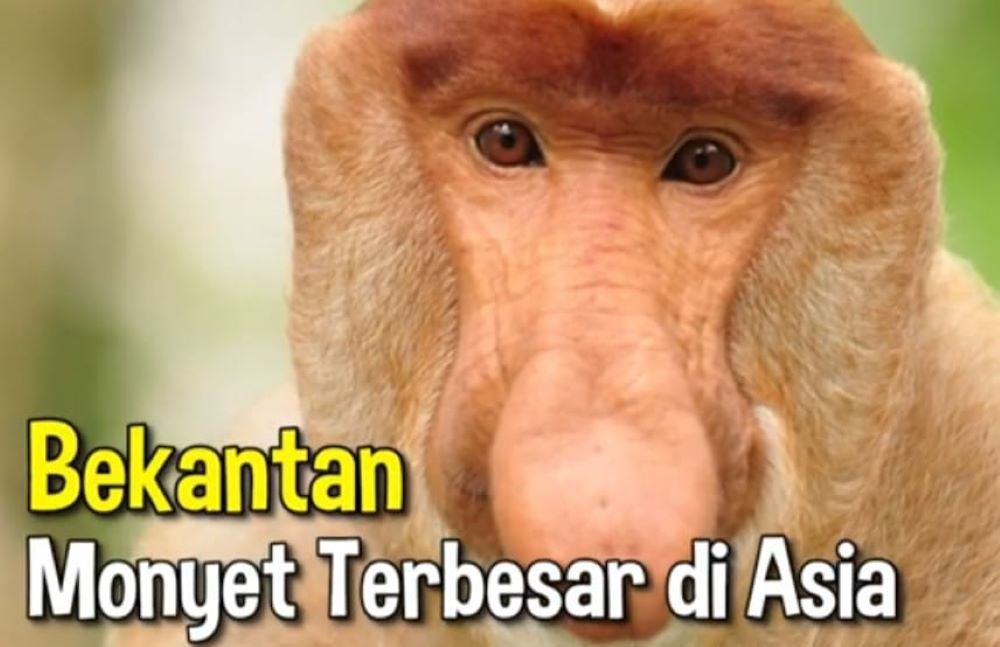 Terancam Punah! Ternyata Bekantan Termasuk Jenis Hewan Pandai Berenang 