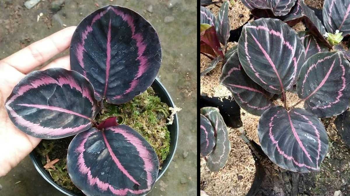 Fakta Calathea Black Lipstick, Tanaman Hias Unik dengan Pesona Daun yang Elegan