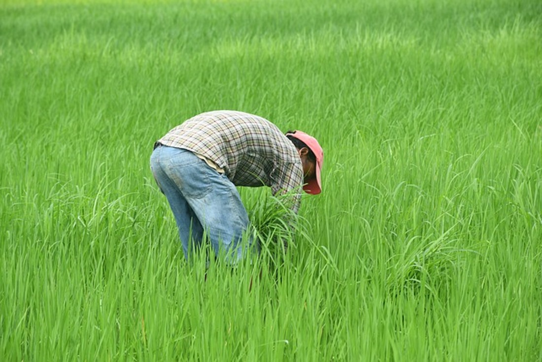 KEREN! Petani Milenial Akan Digaji Rp10 Juta, DPR RI Bilang Begini