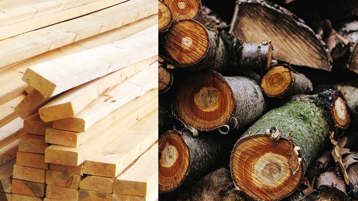 Sering Diremehkan, Kayu Sungkai Ternyata Punya Keunggulan Mengejutkan, Apa Saja?