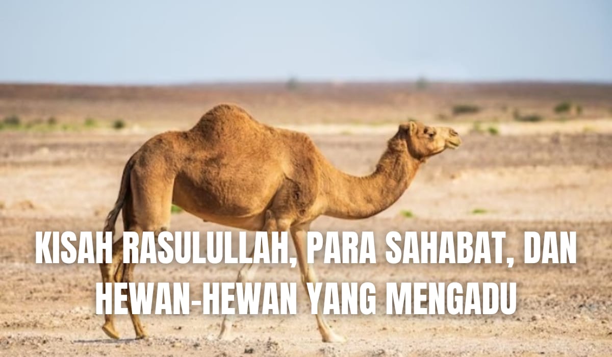 Kisah Rasulullah, Para Sahabat, dan Hewan-hewan yang Mengadu