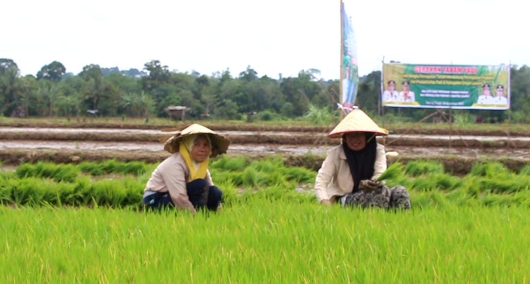 Hama Tikus Serang Tanaman Padi, Petani di Empat Lawang Gagal Panen