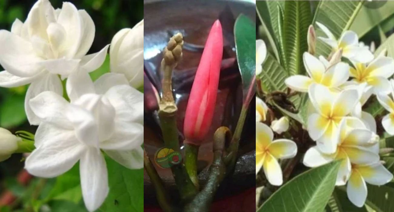 Misteri di Balik Keindahan 5 Tanaman Hias Bunga yang Dipercaya Mengundang Makhluk Gaib, Benarkah?