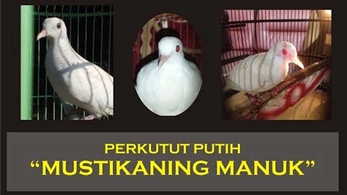 Mitos Menakjubkan Perkutut Mustikaning Manuk Dipercaya Pembawa Keberuntungan Dan Rezeki 5397