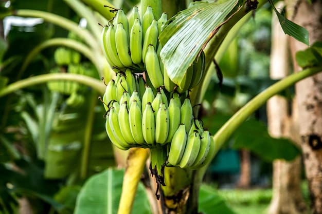 Ini Alasan Kenapa Buah Pisang Berbentuk Bengkok