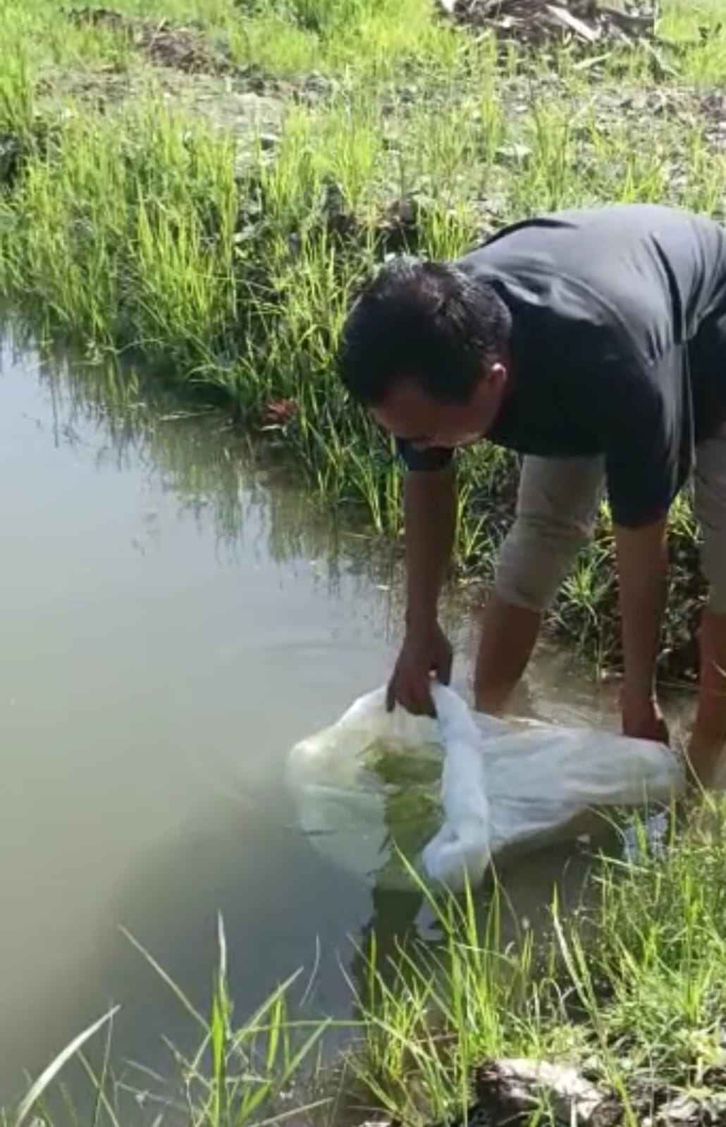 Penuhi Kebutuhan Pangsa Pasar Protein, Kades Sirah Pulau Budidaya Jenis Ikan Ini