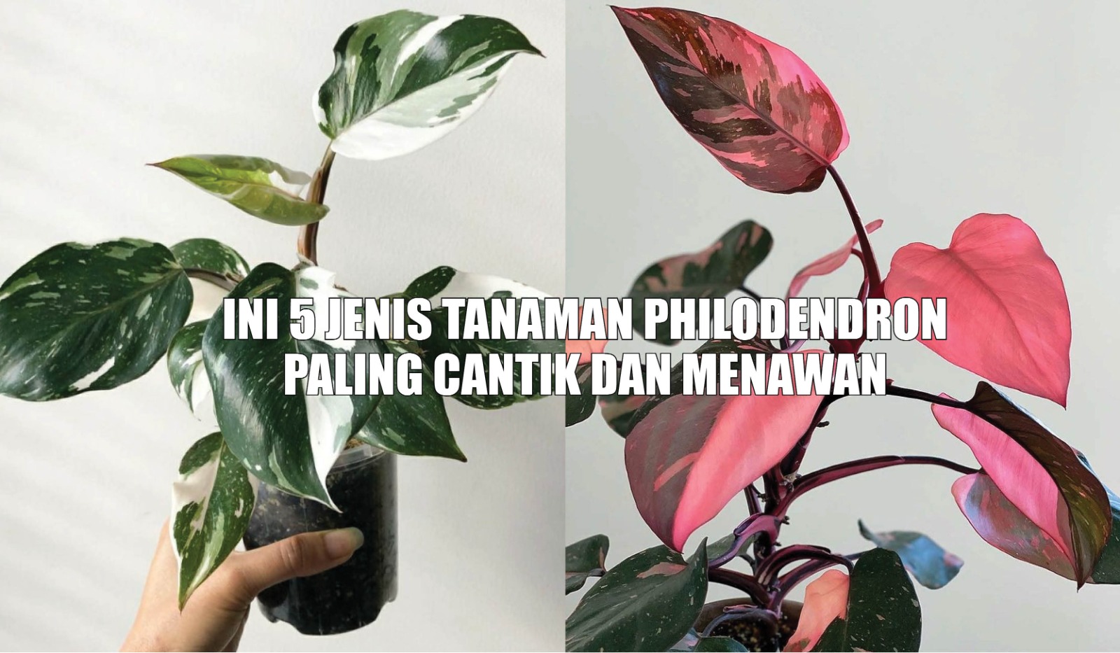 Jadikan Rumah Anda Semakin Elegan dengan 5 Jenis Tanaman Philodendron Paling Cantik dan Menawan Ini