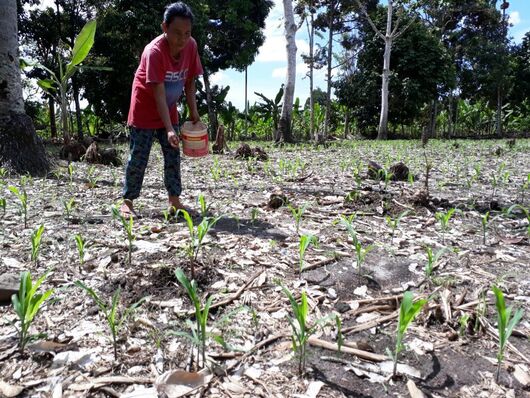 Masuk Musim Tanam, Pupuk Subsidi Malah Langka, Petani Jagung pun Menjerit 