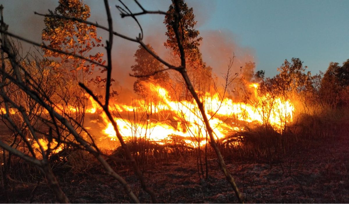 Pemadaman Api di Taman Nasional Way Kambas Akibat Karhutla Berlangsung Hingga Malam Hari