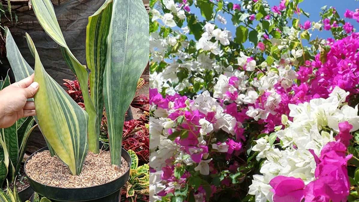 Daftar 10 Tanaman Hias Outdoor Terbaik yang Kuat Sinar Matahari, Ada Favorit Kamu?