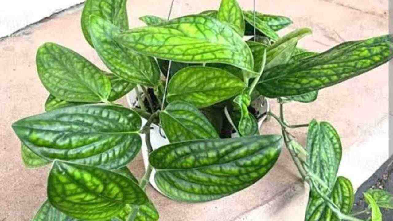 Punya Meja Kosong? Monstera Peru Bisa Jadi Dekorasi Hits dan Segar Sekaligus!