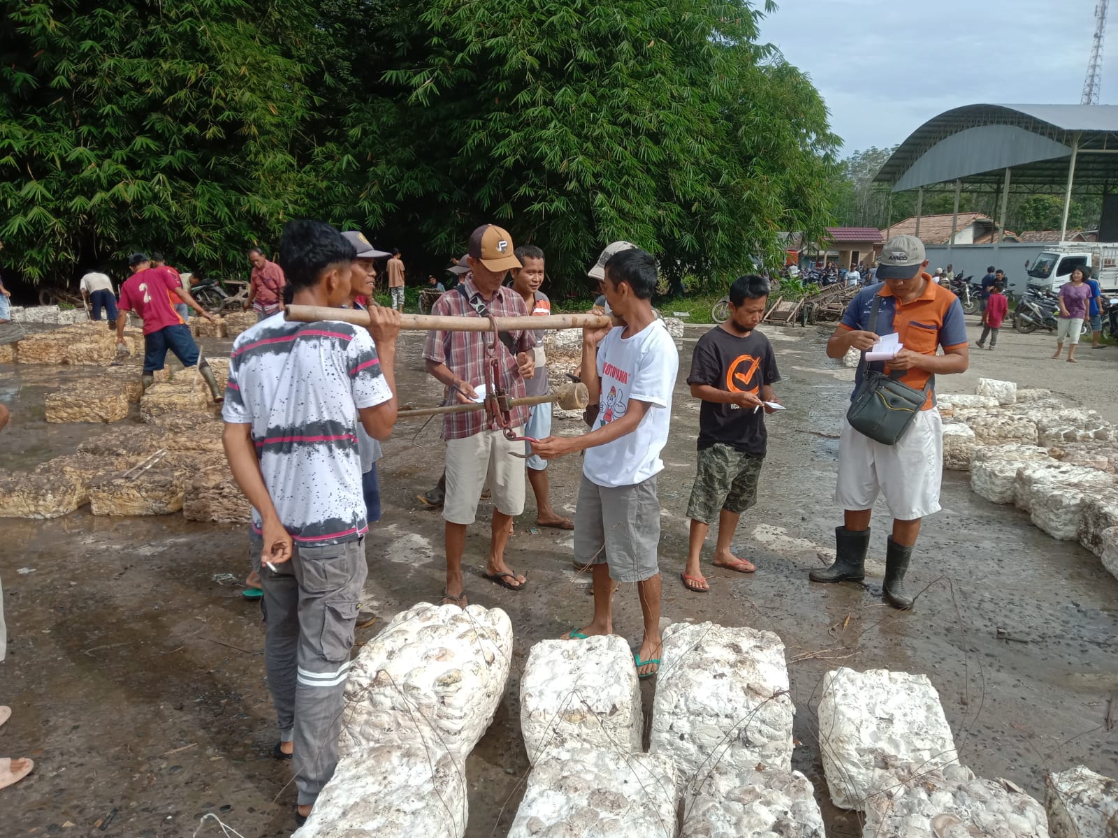 Kabar Baik, Pasca Pergantian Tahun Harga Karet Berangsur Naik