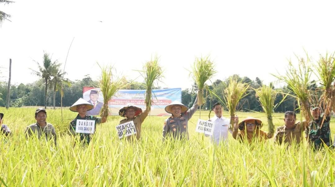 Wabup Musi Rawas dan Forkopimda Panen Raya Padi di Desa Air Satan