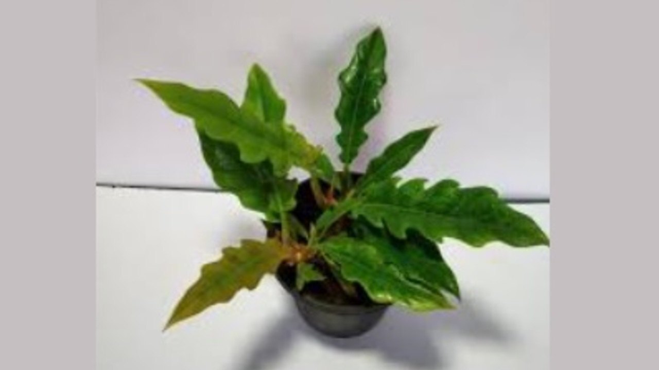 Pecinta Tanaman Wajib Punya! Philodendron Crocodile Bisa Hidup Tanpa Ribet