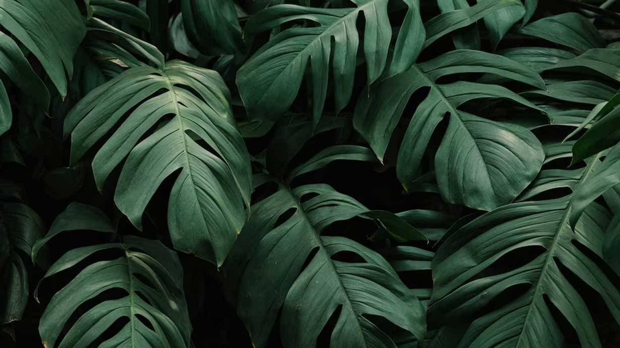 Dari Media Air ke Tanah! Ini 7 Cara Efektif Pindahkan Philodendron Monstera untuk Pertumbuhan yang Lebih Baik