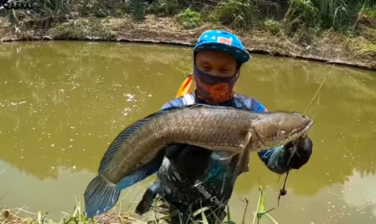 Rekomendasi 5 Umpan Mancing Ikan Gabus Paling Gacor, Pilih yang Mana Paling Kamu Suka 