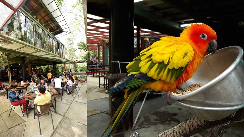 12 Menit dari Terminal Dago Bandung, Rasakan Sensasi Makan di Sarang Burung Ala Resto