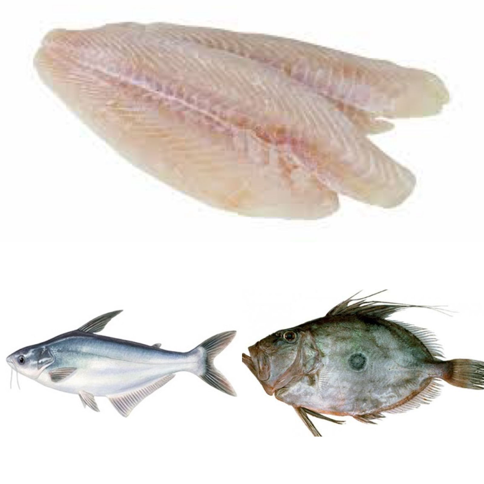 Benarkan Ikan Dori adalah Ikan Patin? CEK FAKTANYA