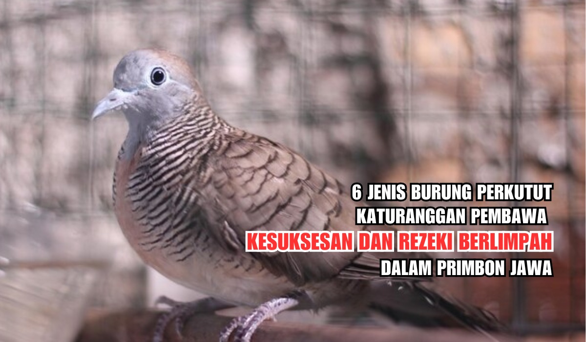 6 Jenis Burung Perkutut Katuranggan Pembawa Kesuksesan dan Rezeki Berlimpah dalam Primbon Jawa, Ini Cirinya
