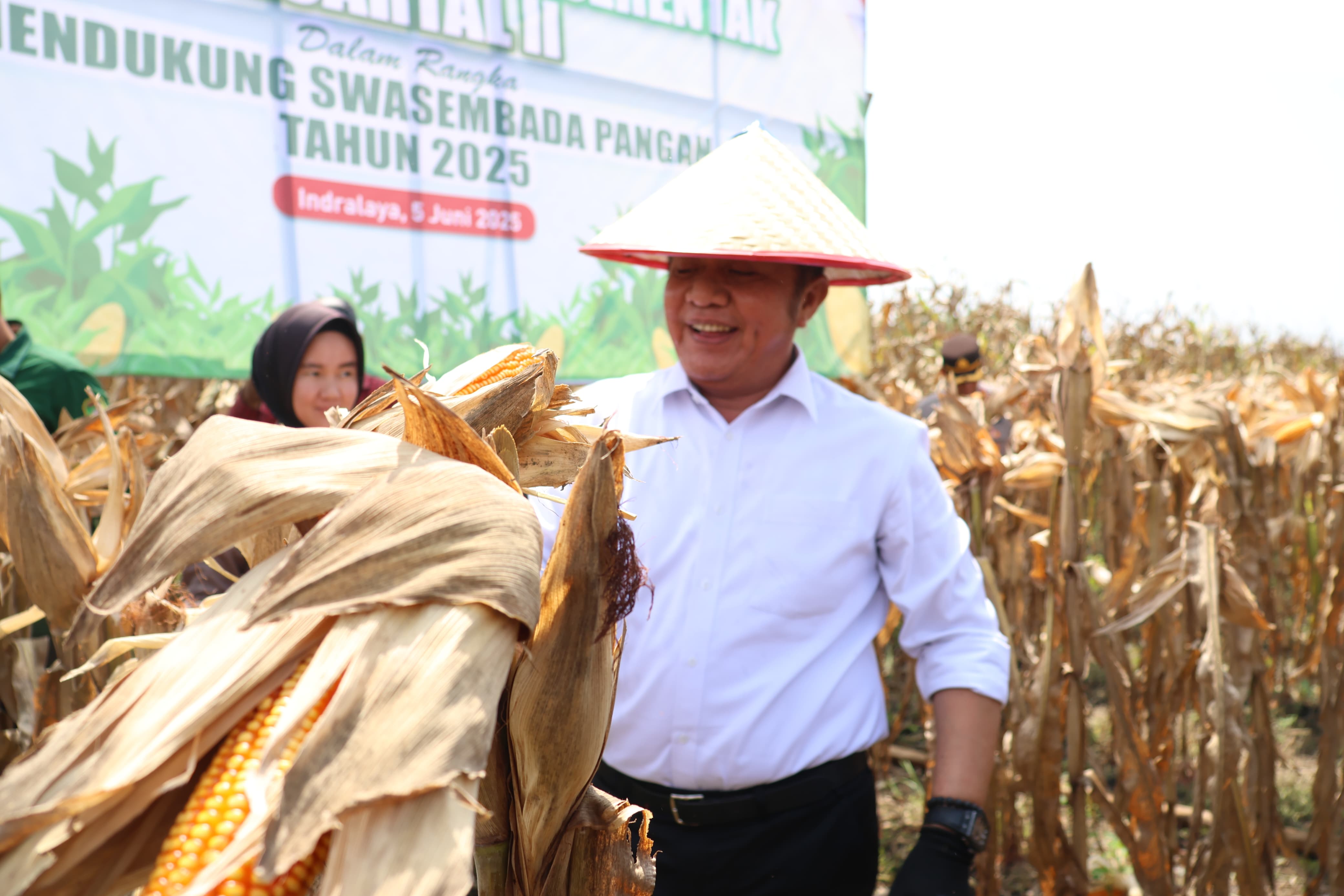 Sumsel Berhasil Panen 42.597 Ton Jagung Sepanjang Januari-Mei 2025, Menuju Swasembada Pangan Nasional