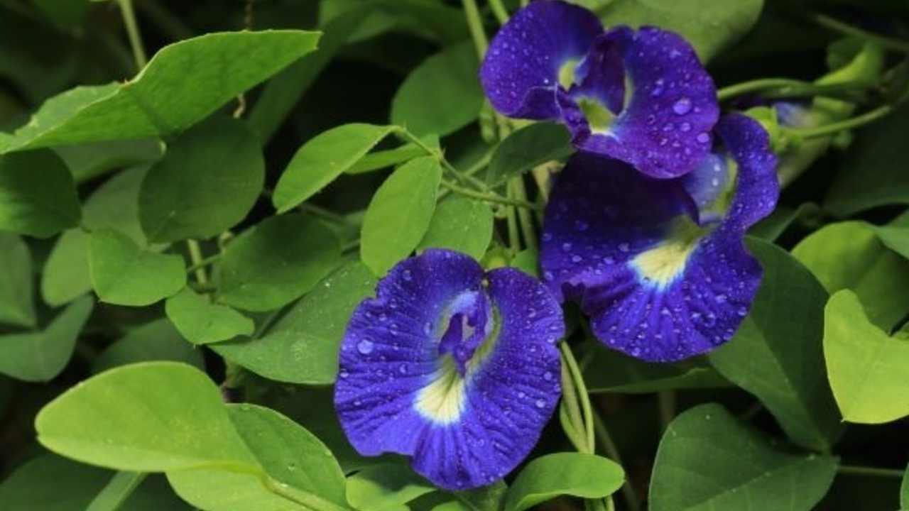 Sering Jadi Pewarna Minuman, Bunga Telang Ternyata Kaya Manfaat Kesehatan