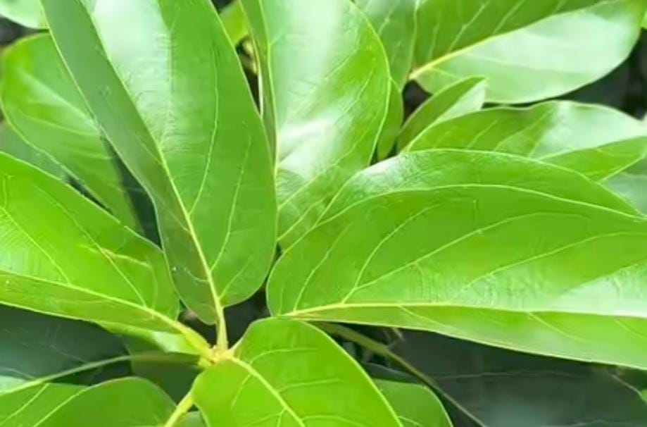 Inilah 6 Manfaat Rebusan Daun Alpukat Bagi Kesehatan Tubuh Lansia