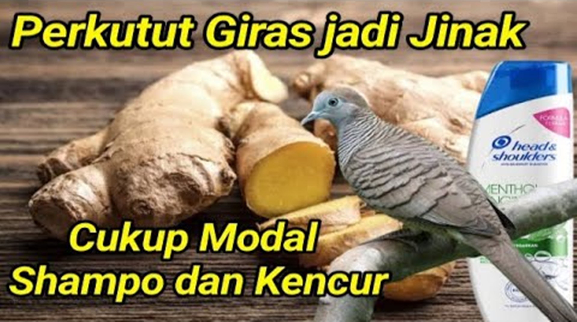 Cara Mudah Membuat Perkutut Giras Jadi Jinak dan Cepat Gacor