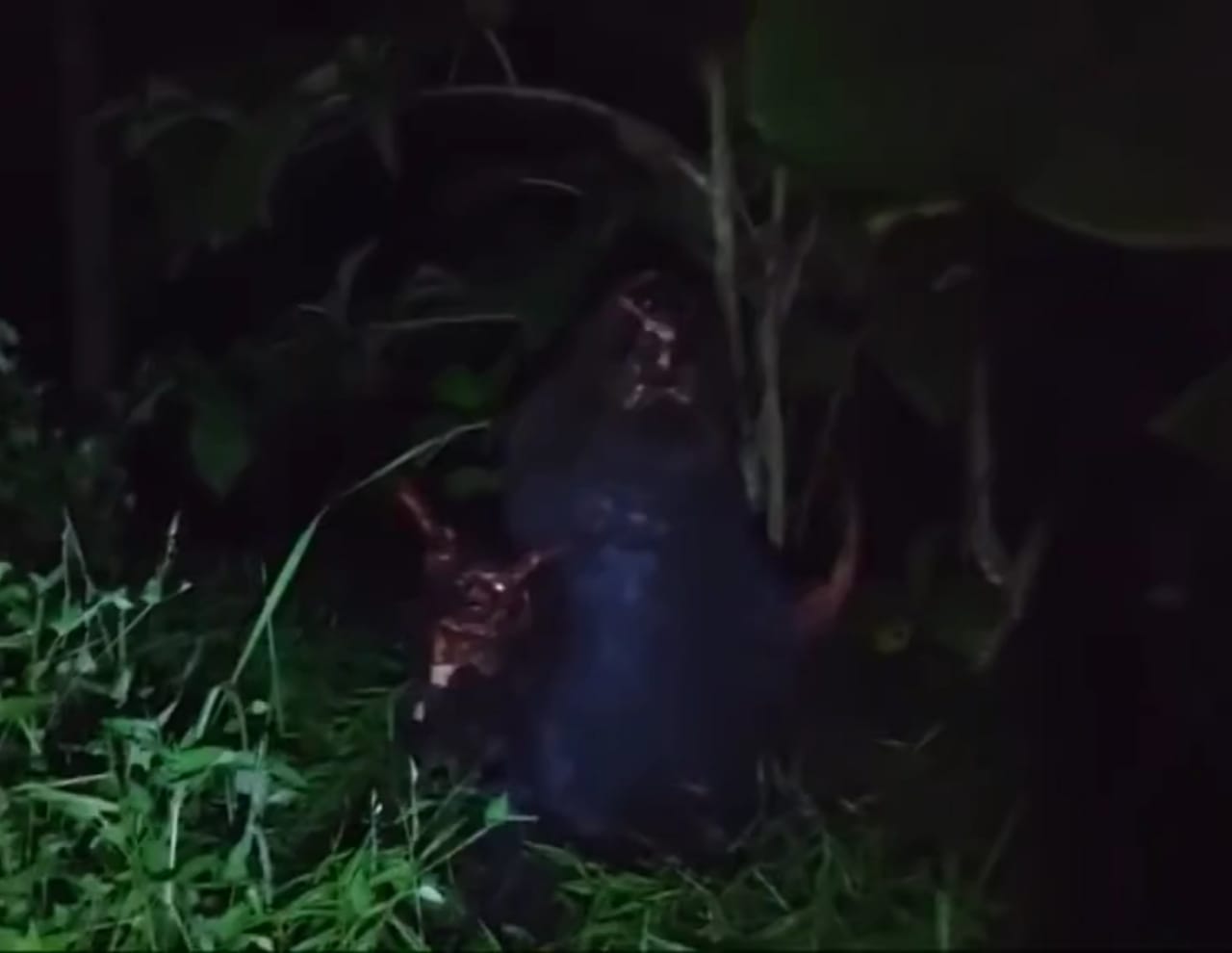 Menelusuri Asal Usul Dari GENDERUWO, Makhluk Gaib yang Paling Ditakuti Masyarakat!