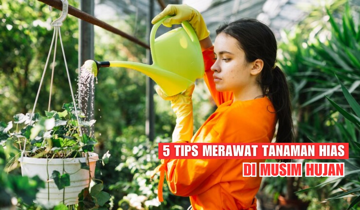 Inilah 5 Tips Merawat Tanaman Hias di Musim Hujan, Rahasianya Jangan Siram di Jam Ini  