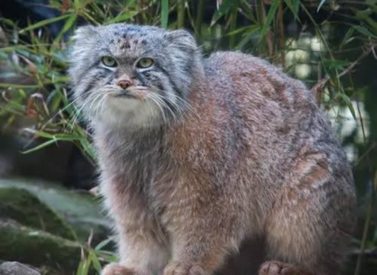 Inilah Kucing Spesies Langka, Berbadan Gempal dan Lucu, Tapi Berbahaya, Benarkah?