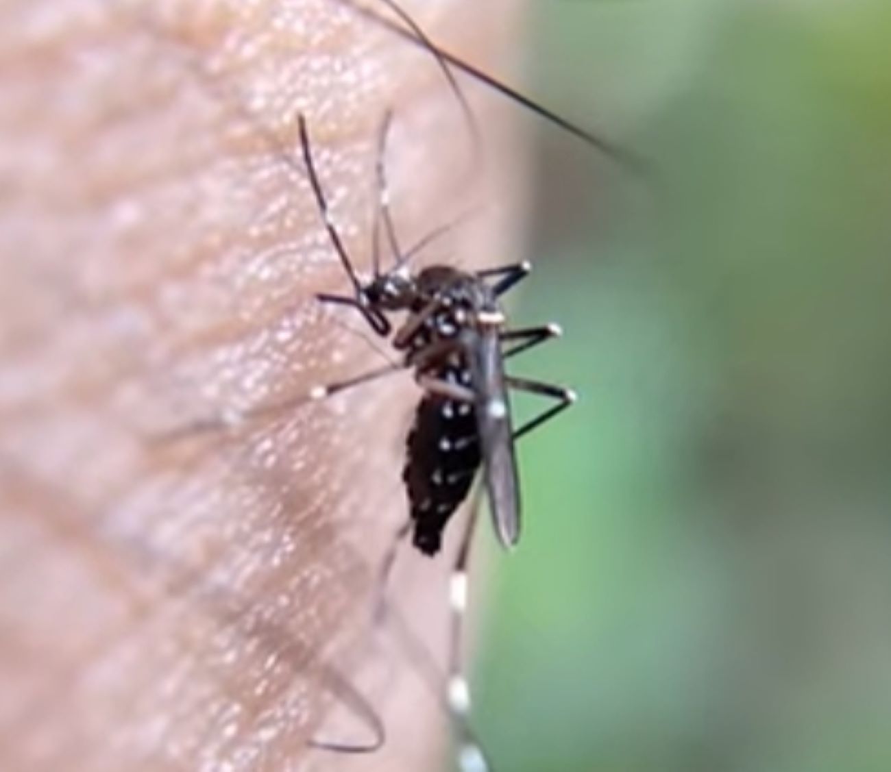 Berikut 7 Bahan Alami Untuk Mengusir Nyamuk, Jaminan Mutu dan Jitu