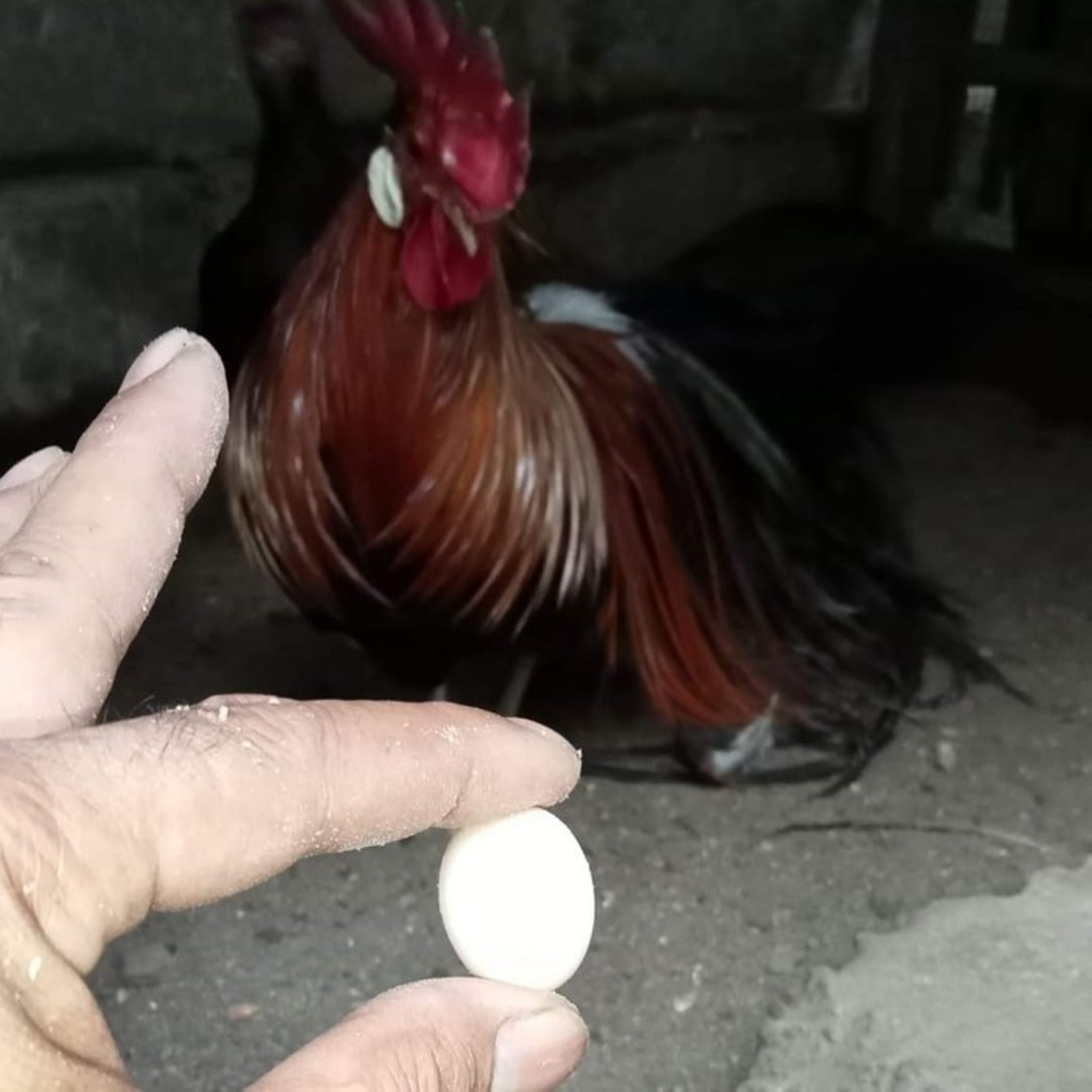 Kejadian Langka! Ayam Jantan Bertelur, Kok Bisa? Ternyata Ini Khasiat Telurnya