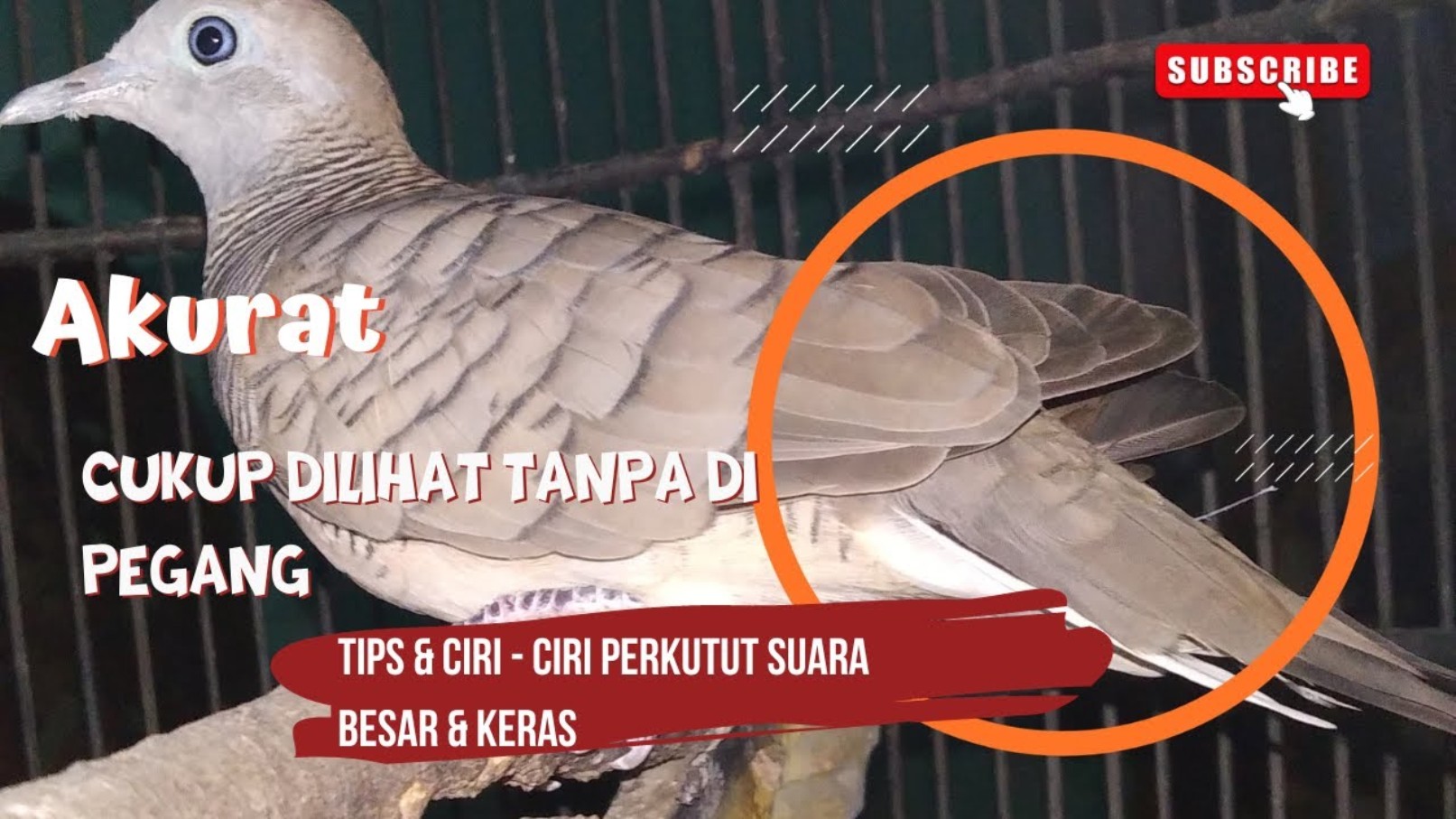 Cuma di Lihat, Tanpa Dipegang! Kalian Akan Tau Perkutut Suara Keras dan Tebal