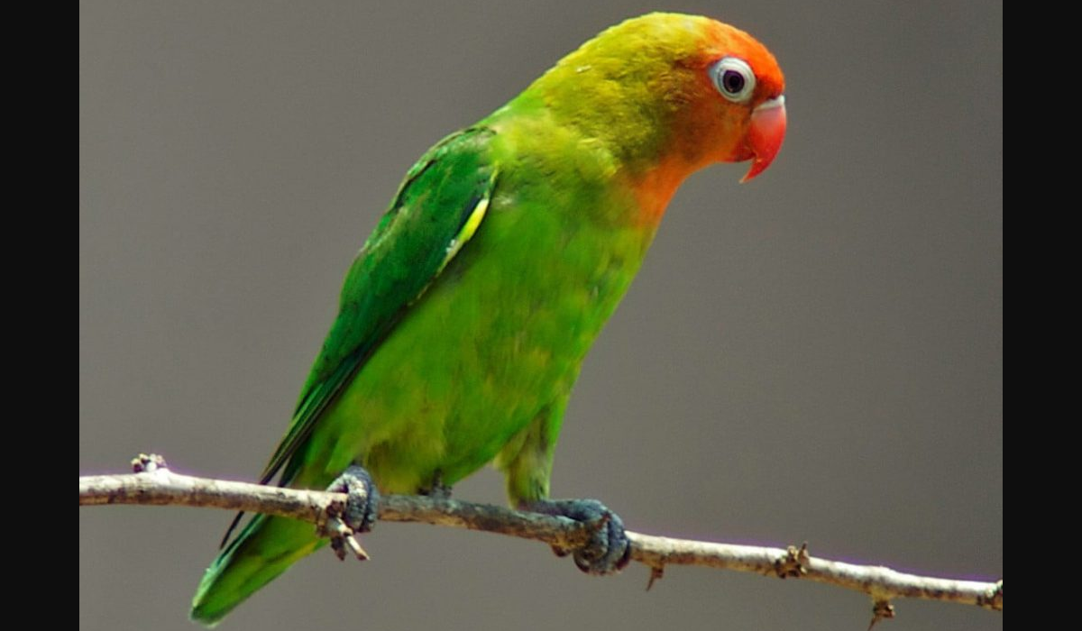 6 Jenis Burung Lovebird Termahal, Ada yang Kamu Punya?