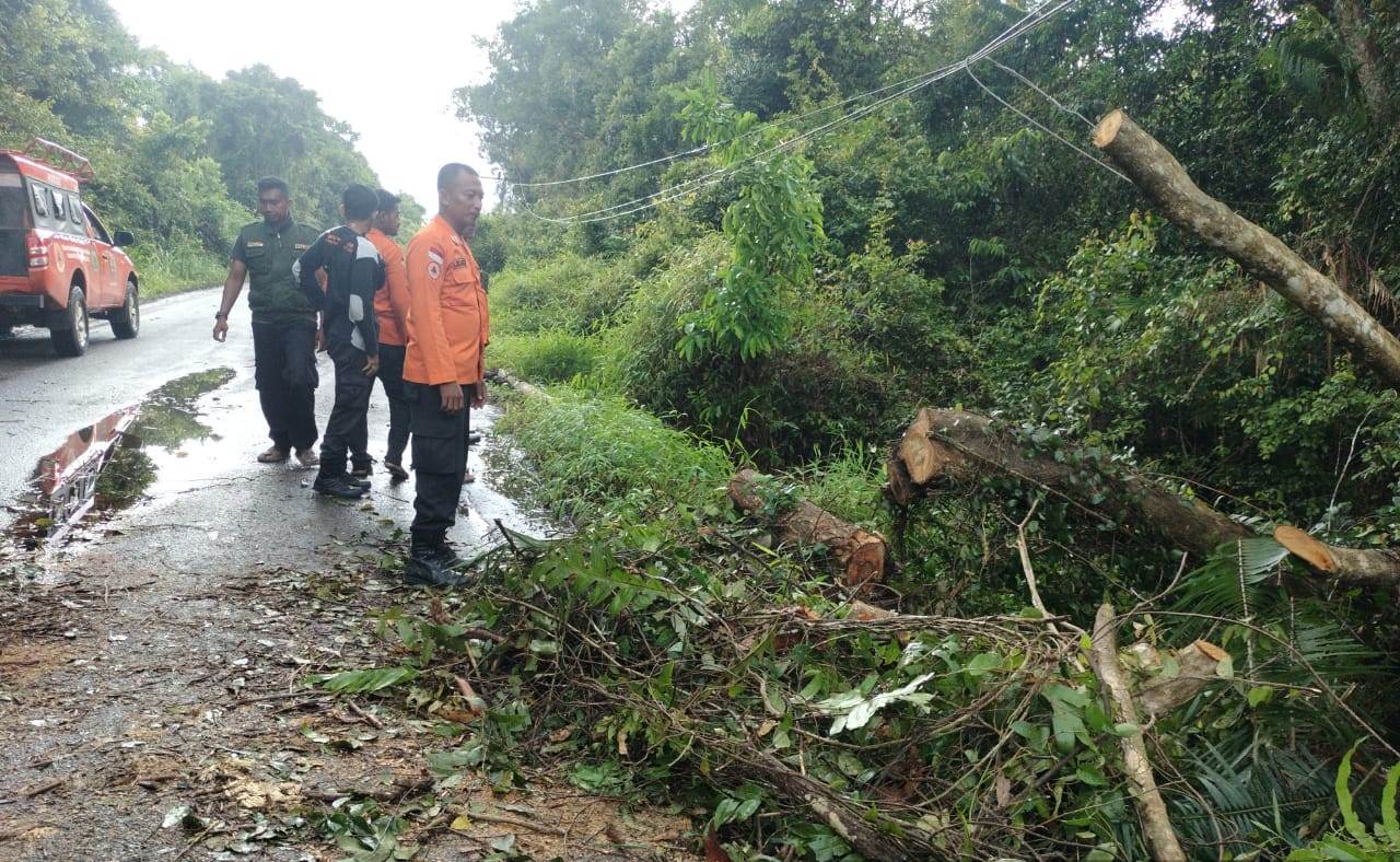 Dampak Cuaca Ekstrim BPBD Muba Evakuasi Pohon Tumbang