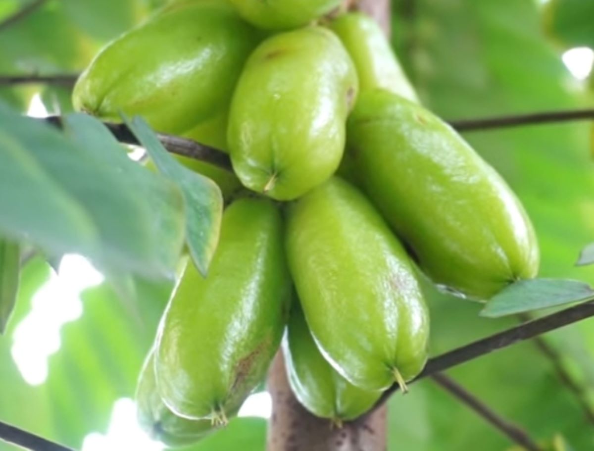 Berikut 6 Jenis Makanan yang Dapat Menyebabkan Tekanan Darah Tinggi