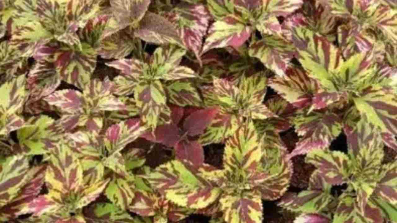 Tanaman Hias Cantik Ini Bisa Bikin Tubuh Lebih Sehat, Kamu Wajib Tahu!