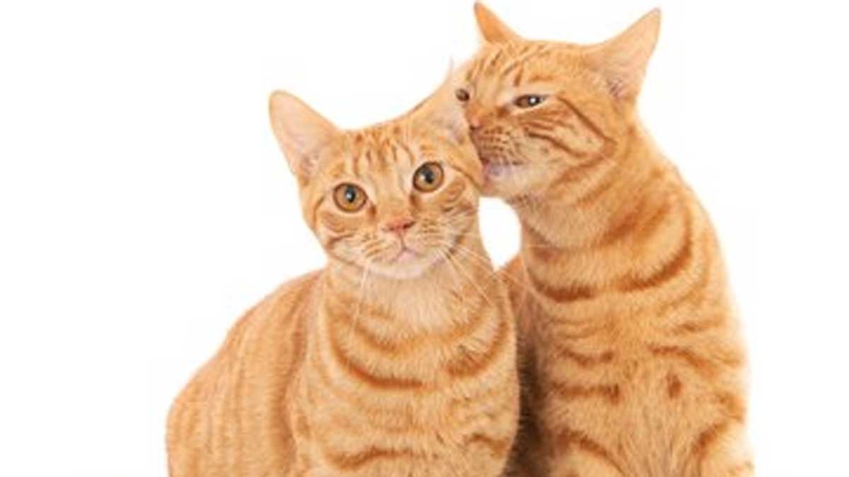 Bingung Menghadapi Kucing Ngebet Kawin? Ini 5 Tips dan Trik Ampuh!