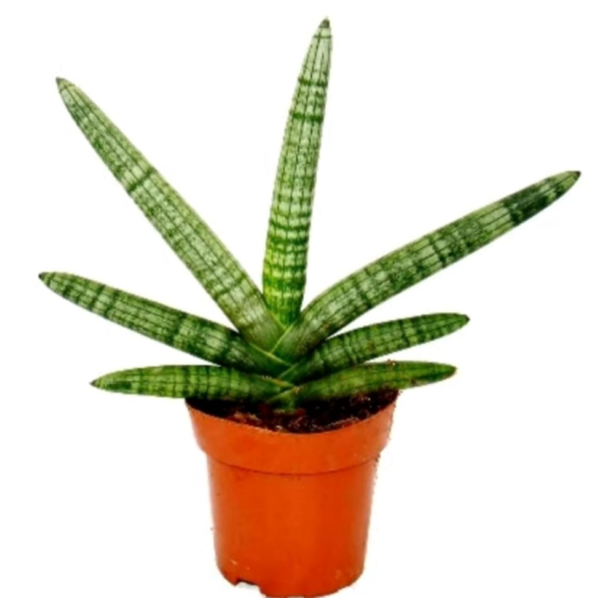 Inilah 5 Jenis Tanaman Hias Paling Cantik dan Elegan Untuk Teras Rumah Anda 