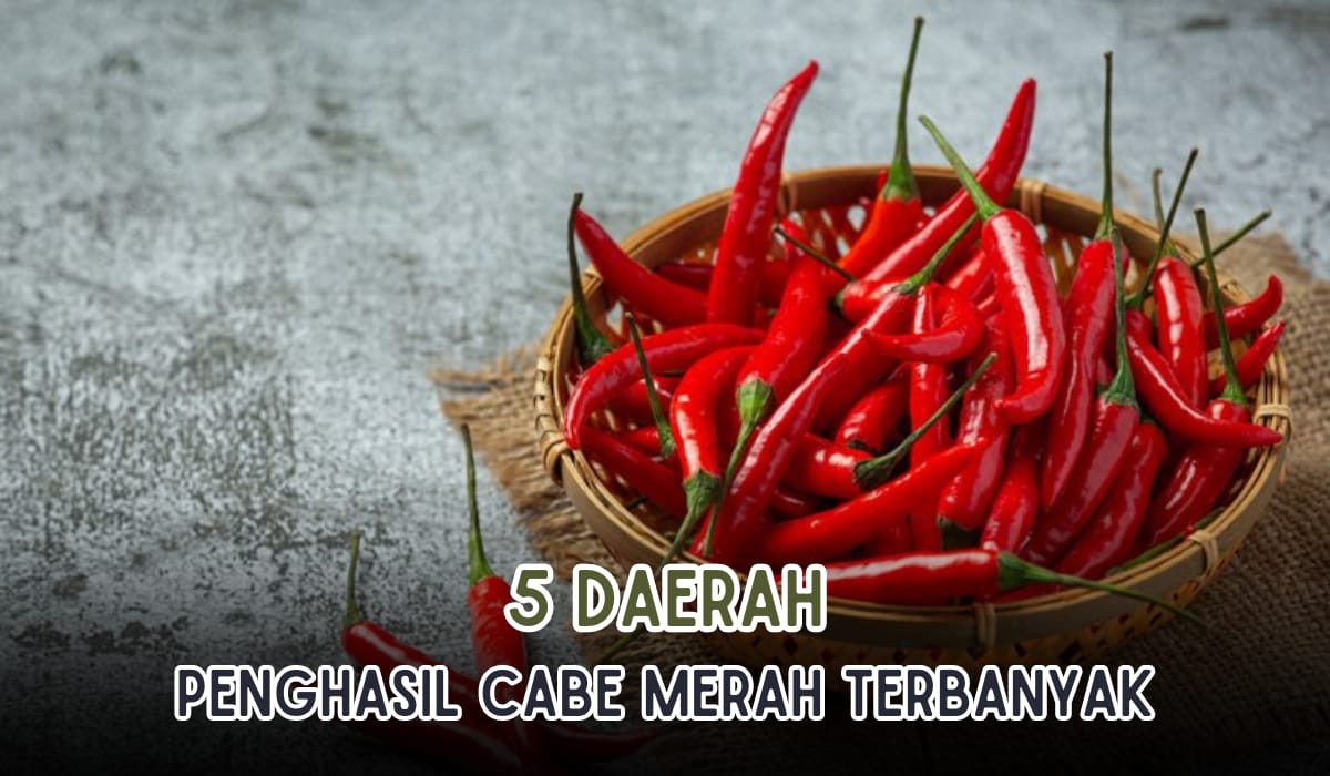 5 Daerah Penghasil Cabai Merah Terbesar di Indonesia, Juaranya Sumatera! Hasil Panen Capai 68 Ribu Ton