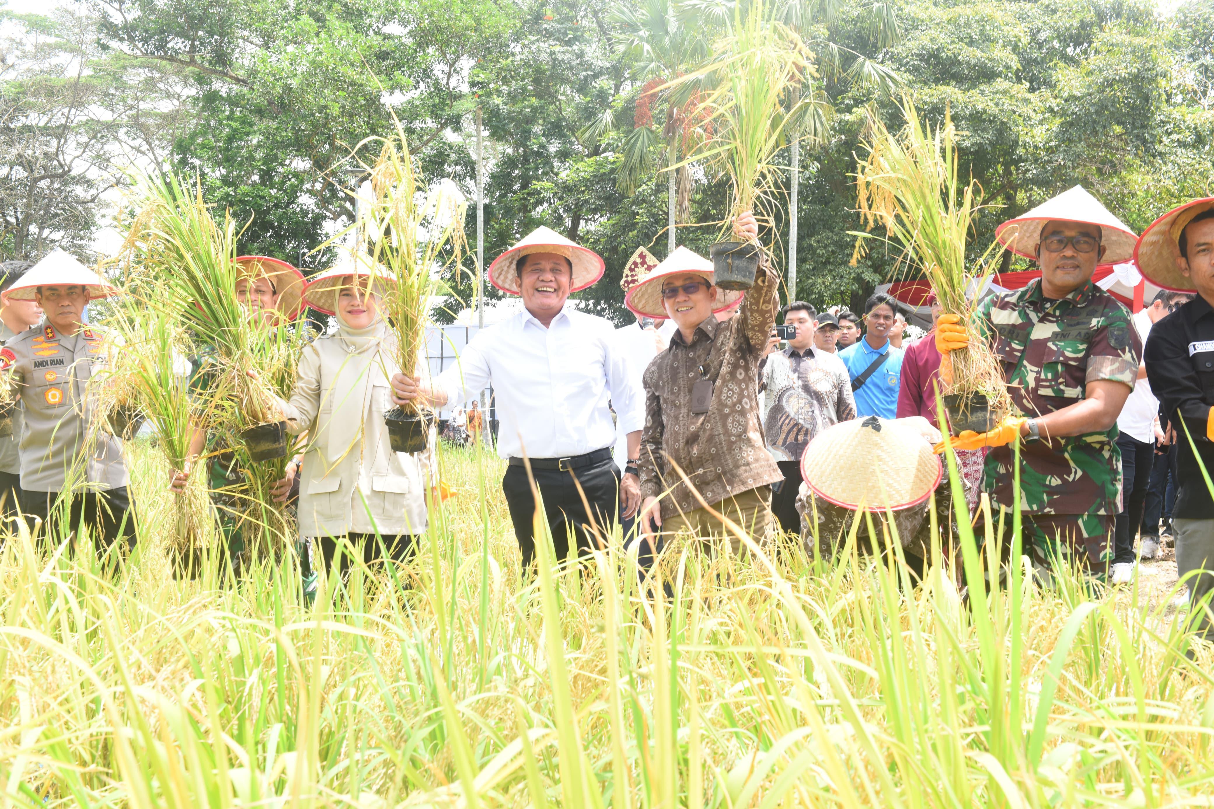 Inovasi Padi Apung Sumsel Siap Jawab Tantangan Ketahanan Pangan Nasional