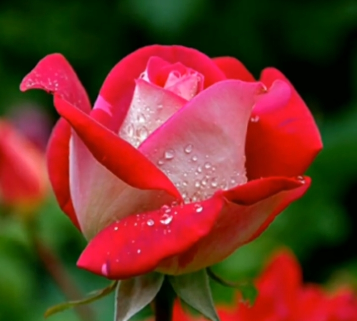 5 Jenis Bunga Mawar Paling Diburu Kolektor Tanaman Hias, Nomor 3 Sangat Tahan Penyakit   