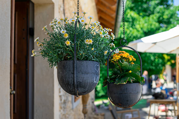 7 Tanaman Hias Gantung yang Cocok untuk Teras Kecil Rumah