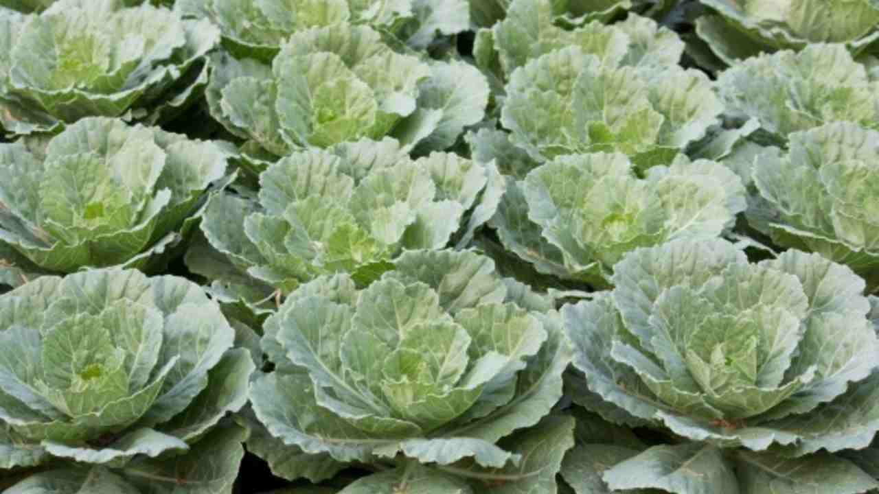 Siapa Sangka! Tanaman Hias Ini Bisa Jadi Makanan Lezat dan Sehat