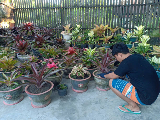 4 Pilihan Tanaman Hias Sesuai Kepribadian ASN, Kamu Pilih Mana?