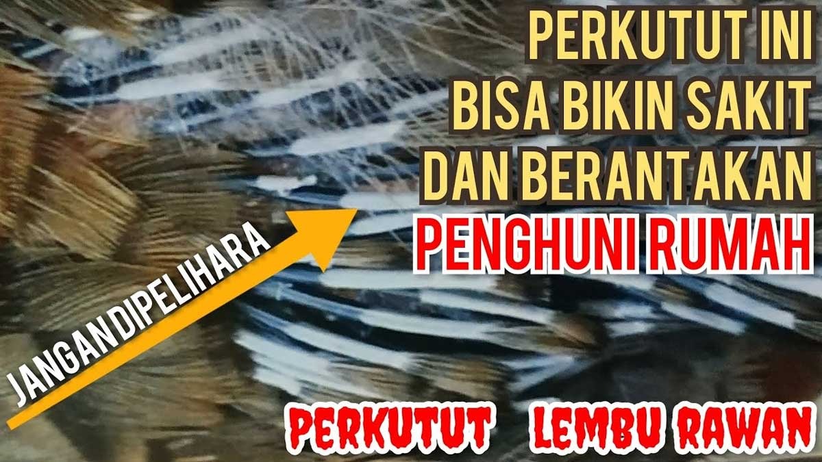 Perkutut Jenis Ini Memiliki Mitos Dapat Mengundang Penyakit dan Membuat seret rezeki, Ini Ciri-cirinya