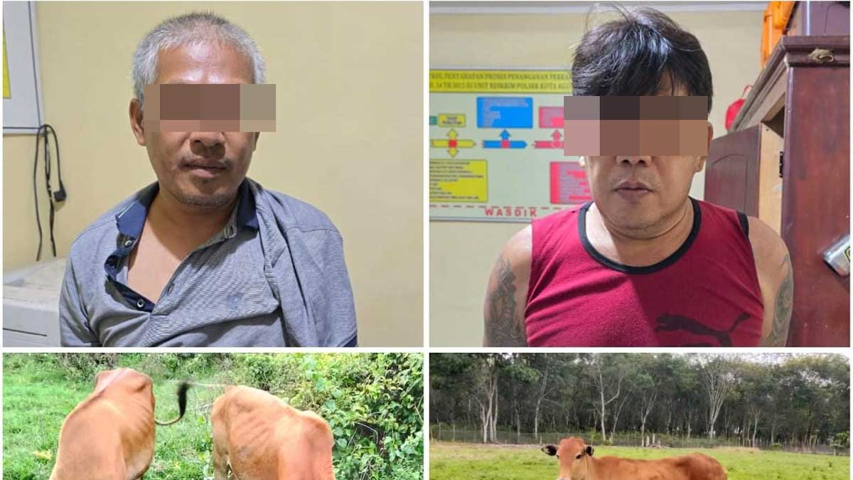 3 Ekor Sapi Senilai Rp25 Juta Raib, Polsek Kota Agung Lahat Berhasil Ciduk 2 Pelakunya