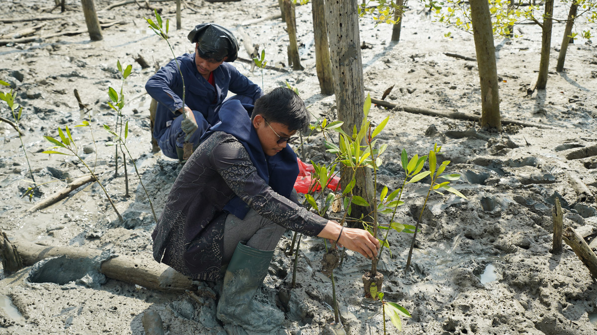 PT Bukit Asam Tbk (PTBA) Bergerak Menghijaukan Pesisir Lampung, Tanam 10.000 Mangrove di Lampung Timur 